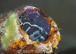 goby in a colourful bottle by Geoff Spiby 